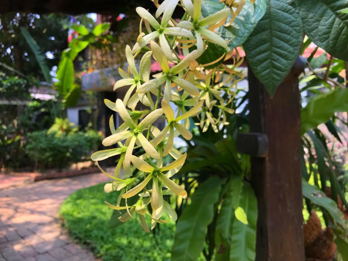 Moradok Thai Guesthouse Phra Nakhon Si Ayutthaya Ngoại thất bức ảnh